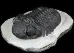 Drotops Trilobite - Issoumour, Morocco #45605-3